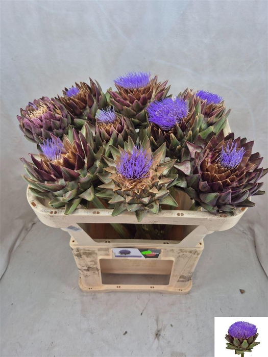 <h4>Cynara Sc Green Globe</h4>