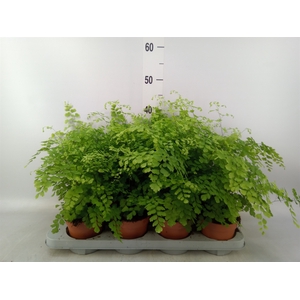 Adiantum raddi. 'Fragrans'