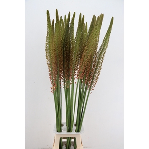 EREMURUS CLEOPATRA