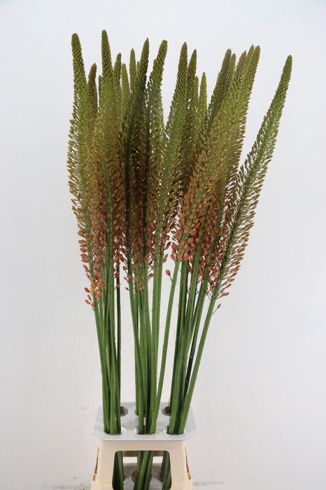 <h4>EREMURUS CLEOPATRA</h4>