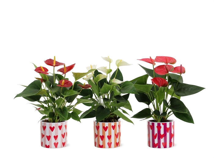 <h4>Anthurium  'Diamond Red'</h4>