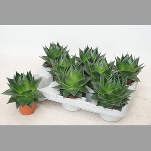 ALOE COSMO