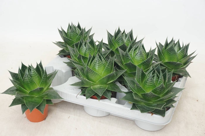 <h4>ALOE COSMO</h4>