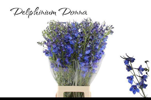 <h4>DELPH EN DONNA</h4>