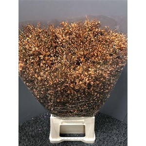 Genista 400gr Col Orange