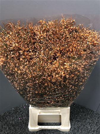 <h4>Genista 400gr Col Orange</h4>