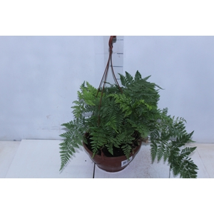 RENDA FRANCESA C21