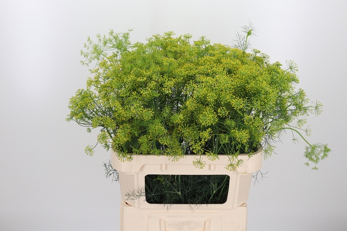 <h4>Anethum Graveolens</h4>