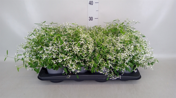 <h4>Euphorbia  'Fairysnow'</h4>