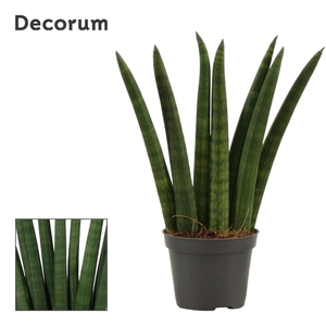 Sansevieria Cylindrica 6 cm Fan (Decorum)