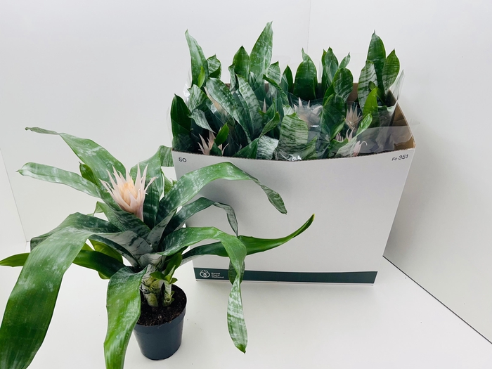 <h4>AECH FAS PRONTOO</h4>