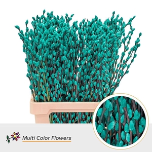 Salix caprea 'Snow Flake' .color H%