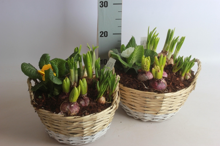 <h4>ARR BOL KNOLGEWAS</h4>