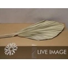 Dried palm kingspear naturel