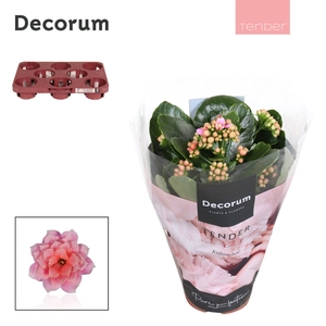 Kalanchoe Decorum TENDER- Serenity Rosa