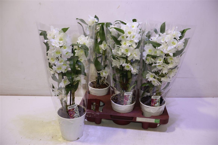 <h4>Dend Nobile</h4>