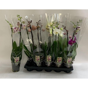 PHAL GEM
