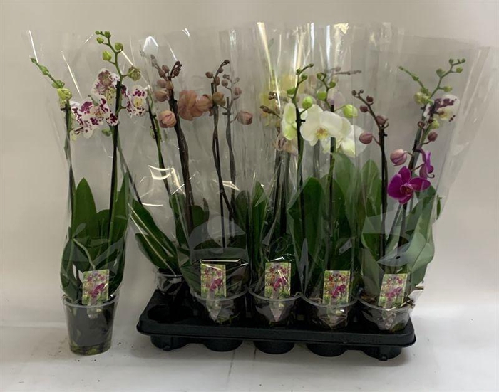 <h4>PHAL GEM</h4>