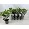 arr8 Fatsia Variegata