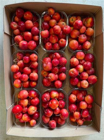 <h4>F Malus Red Sentin Bak</h4>