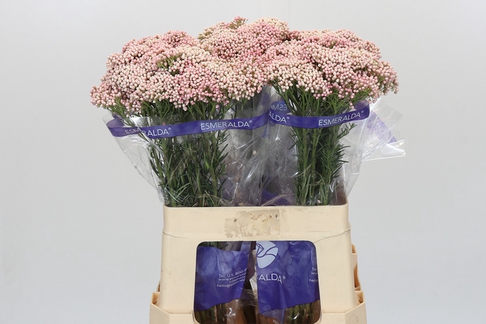 <h4>Ozothamnus Cooks Pink</h4>