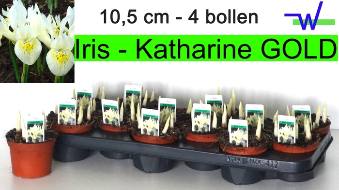 <h4>IRIS KATHARINE HODGK</h4>