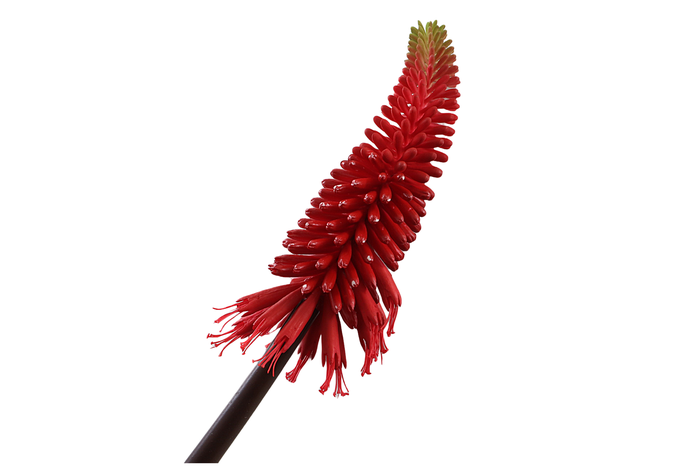 Kniphofia Red