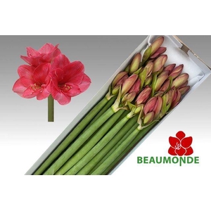 HIPPEASTRUM GA 'VERDI'