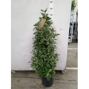 Laurus nobilis