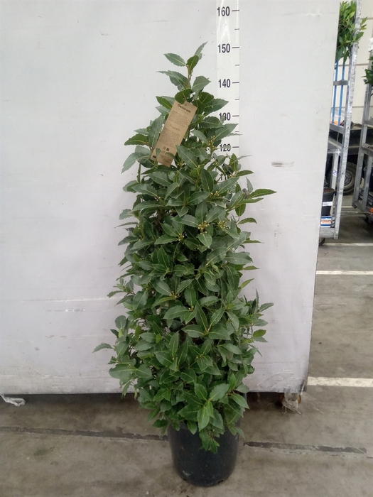 <h4>Laurus nobilis</h4>