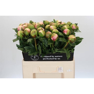 Paeonia colonel owen cousins