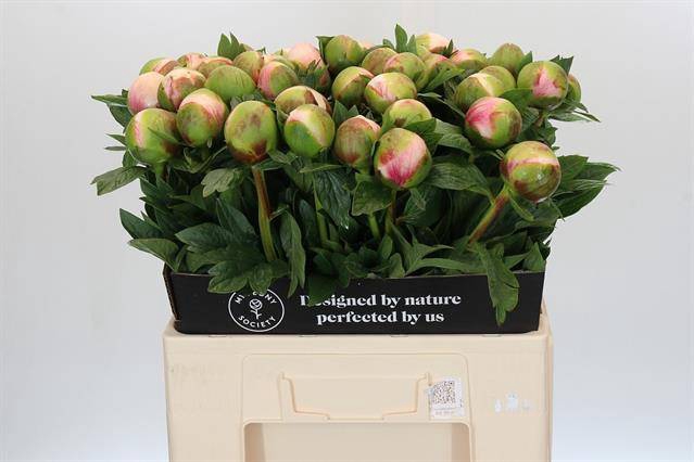 <h4>Paeonia colonel owen cousins</h4>