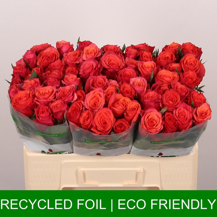 <h4>R GR HARD ROCK</h4>