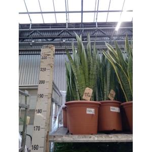 Sansevieria zeylanica