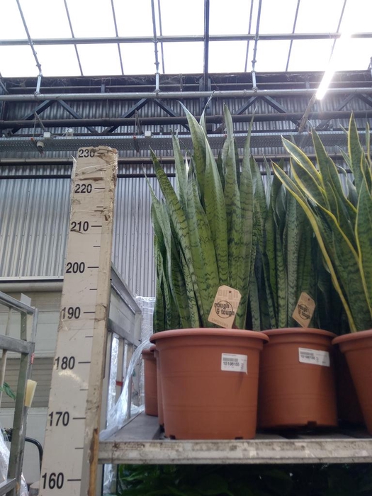 <h4>Sansevieria zeylanica</h4>