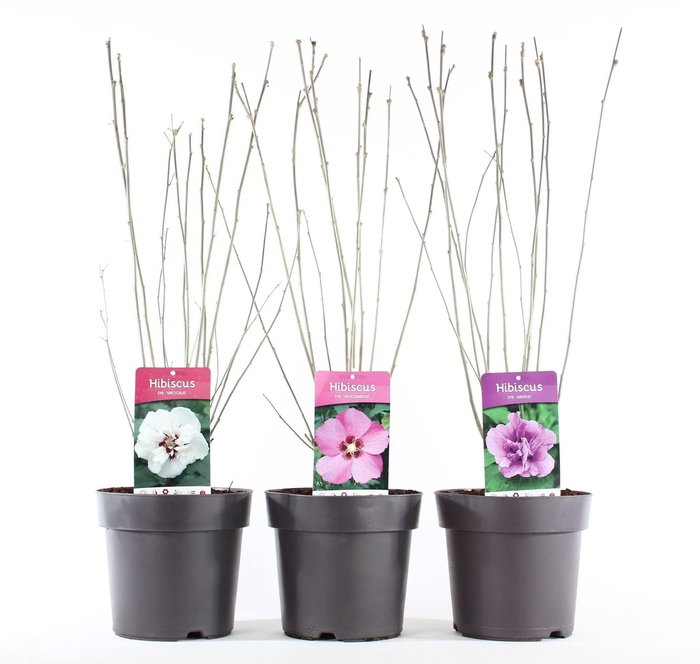 <h4>Hibiscus syriacus</h4>