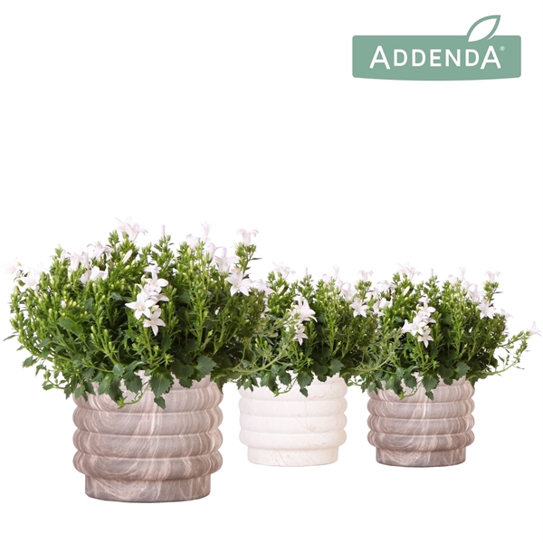 <h4>Campanula Addenda Ambella white in Marble pot mix</h4>