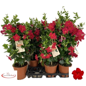 MANDE SUN EA SCARLET