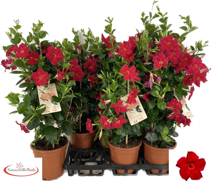 <h4>MANDE SUN EA SCARLET</h4>