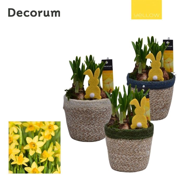 <h4>Narcis Randa HL15995 [YELLOW]</h4>