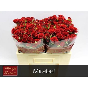R TR MIRABEL