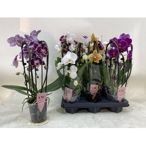 PHAL GEM