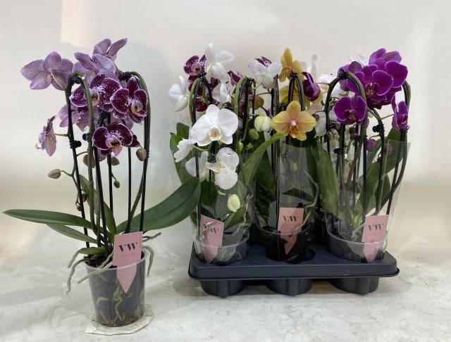 <h4>PHAL GEM</h4>