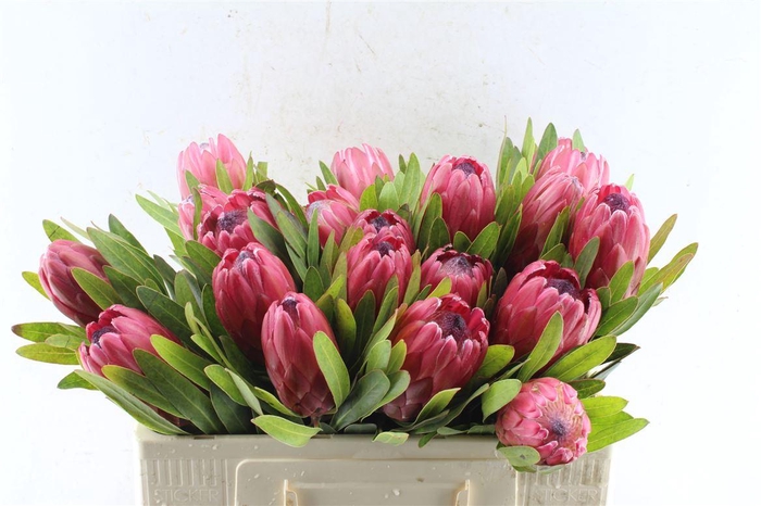 <h4>Protea Red Ice</h4>
