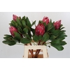 Protea Cynaroides Madiba