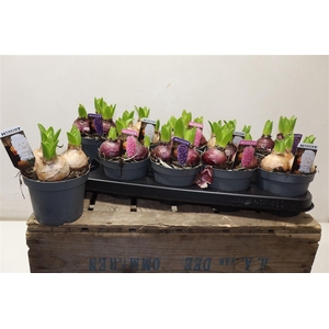 arr8 Hyacin Pear Gem 3 Kl