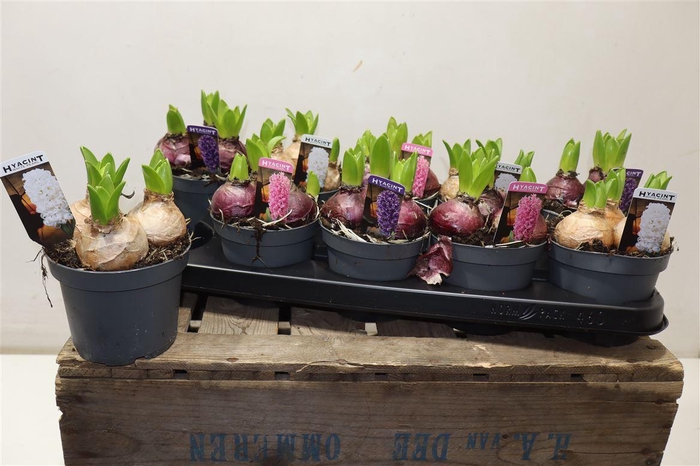 <h4>arr8 Hyacin Pear Gem 3 Kl</h4>