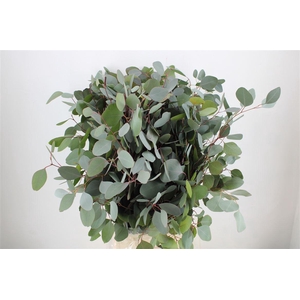 Euca Populus 300gr P Bunch