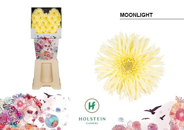 <h4>Ge Mi Moonlight</h4>