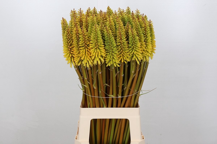 Kniphofia Eycone Yellow